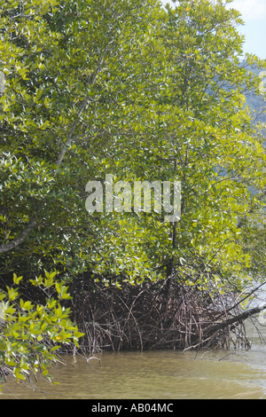 Les palétuviers. L'île de Langkawi, Malaisie. Banque D'Images
