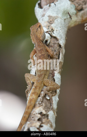 Oriental garden lizard de grimper sur un arbre. L'île de Langkawi en Malaisie. Banque D'Images