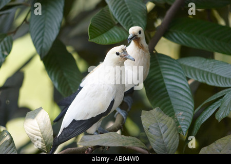 Paire de pied imperial pigeons à Kuala Lumpur Malaisie Parc des Oiseaux. Banque D'Images