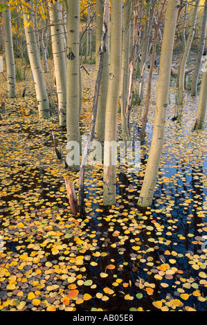 Automne feuilles flottant sur le dessus de l'eau d'inondation dans un bosquet de trembles Banque D'Images