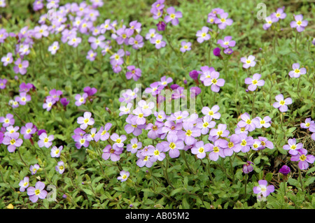 Aubrieta deltoidea Aubrieta commun aussi appelé rock cress ou faux rockcress ou pourpre rockcress ou Lilacbush Banque D'Images