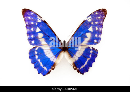 Le papillon bleu Morpho Morpho Cypris butterfly Banque D'Images