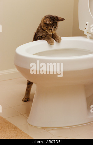 Quatre mois tabby kitten détient sur les toilettes et les pairs rim dans l'eau Banque D'Images