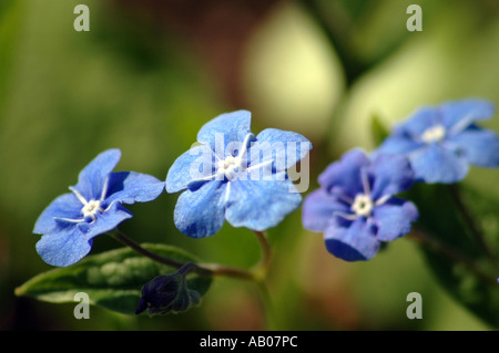 Blue Eyed Mary Omphalodes verna a également appelé Creeping Forget-Me-Not Banque D'Images