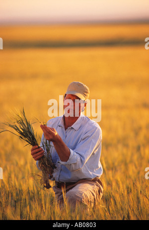 Agriculture - Agriculteur à genoux dans champ de blé l'examen de sa récolte mûre / Centre du Montana, USA. Banque D'Images