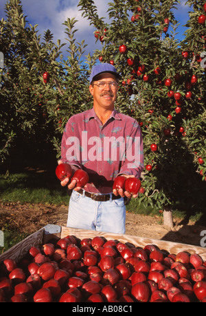 L'agriculture - un pomiculteur affiche ses pommes Red Delicious récoltées récemment avec son verger derrière lui / Washington, États-Unis Banque D'Images