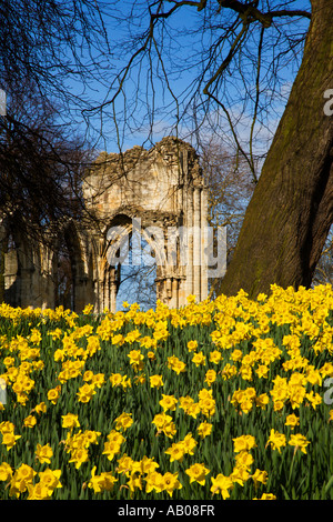 Jonquilles printemps par les ruines de l'abbaye de St Marys un monastère bénédictin fondé en 1086 dans les jardins du musée York Yorkshire Angleterre Banque D'Images