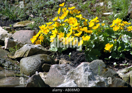 Le Populage des marais Caltha Palustris laeta nyman et kotschy fleurs Banque D'Images