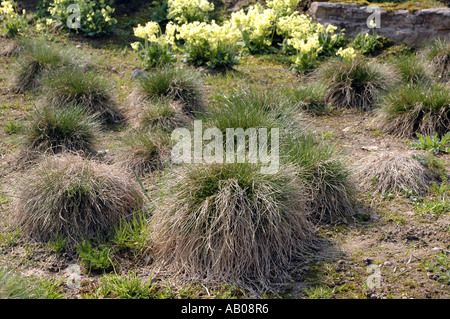 Primula elatior Oxlip fleurs jaunes et Festuca gazon de fétuque versicolor Banque D'Images