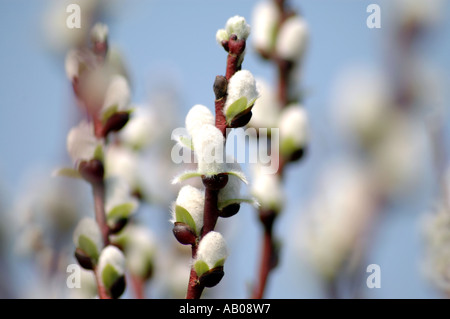 Salix Hastata Wehrhahnii Hallebarde Feuilles Willow Banque D'Images