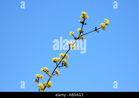 Cerises en cornaline Cornus mas appelé aussi Corneliancherry Dogwood Banque D'Images