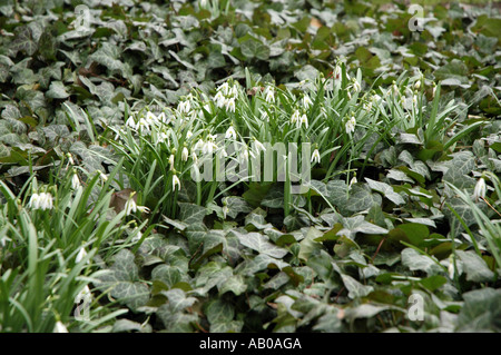 Fleur double Snowdrop Galanthus nivalis également appelé Snowdrop commun Banque D'Images