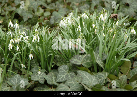Fleur double Snowdrop Galanthus nivalis également appelé Snowdrop commun Banque D'Images