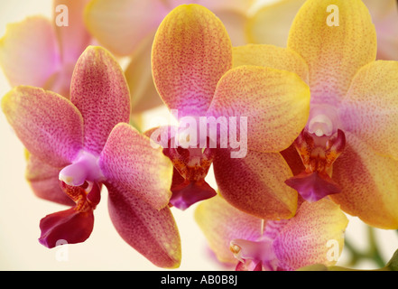 Pic de fleurs d'orchidées Phalaenopsis de fleurs jaunes repérées avec rouge foncé et labellum rouge foncé Banque D'Images
