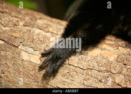 Petite Paw de singe Goeldis reposant sur la branche d'arbre et montrant ses griffes Banque D'Images