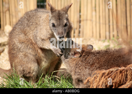 Bennetts Valaby (Macropus rufogriseus) tenant un autre visage de wallaby dans ses pattes (captive) Banque D'Images