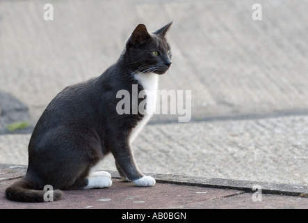 Jeune chat mâle gris foncé et blanc (Felis catus) assis sur la chaussée, Sussex, Angleterre Banque D'Images