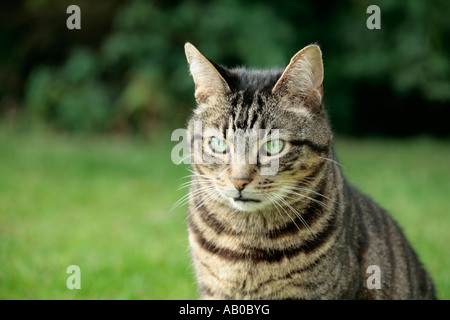 Un chat adulte de Mackerel Tabby (Felis catus) assis à l'extérieur sur l'herbe dans son jardin Banque D'Images