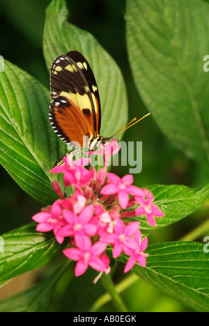 Papillon HELICONIUS ISMENIUS Mindo en Equateur Banque D'Images