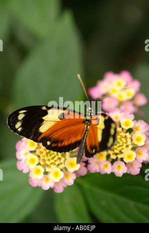 Papillon HELICONIUS ISMENIUS Mindo en Equateur Banque D'Images