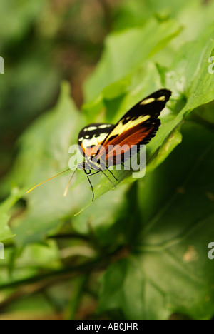 Papillon HELICONIUS ISMENIUS Ismenius ou Tiger ou Tiger Heliconian, Mindo en Equateur Banque D'Images