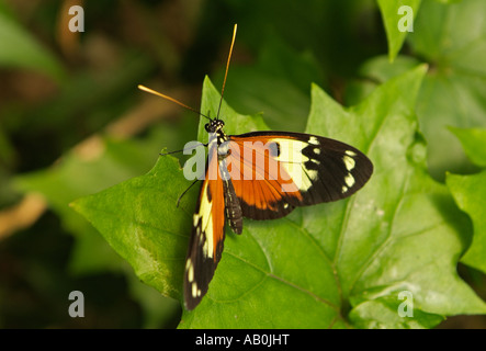 Papillon HELICONIUS ISMENIUS Mindo en Equateur Banque D'Images