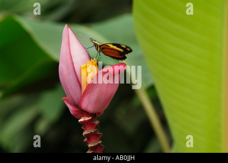 Papillon HELICONIUS ISMENIUS sur banana flower Mindo en Equateur Banque D'Images