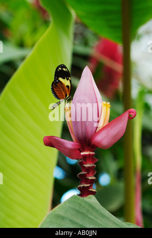 Papillon HELICONIUS ISMENIUS sur banana flower Mindo en Equateur Banque D'Images