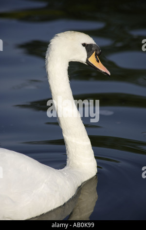 Tête de Cygne à cou droit Banque D'Images