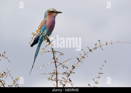 Lilac Breasted Roller (Coracias caudatus), Kruger National Park, Afrique du Sud Banque D'Images