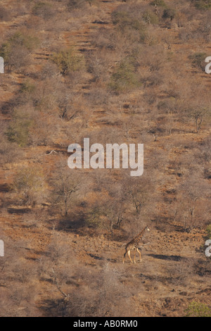 Girafe (Giraffa camelopardalis) ou sud-africain Girafe (Giraffa camelopardalis giraffa) dans le parc Kruger, Afrique du Sud Banque D'Images