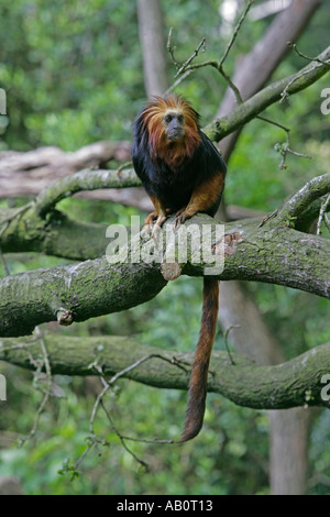 GOLDEN LION TAMARIN TÊTE Leontideus rosalia chrysomelas Banque D'Images