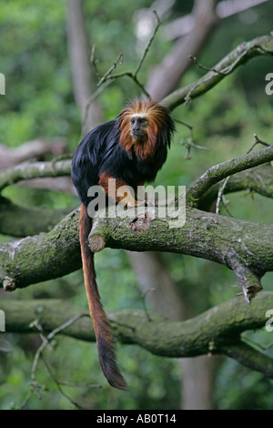 GOLDEN LION TAMARIN TÊTE Leontideus rosalia chrysomelas Banque D'Images