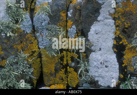 Les lichens mixtes sur les roches île de Mull Ecosse Banque D'Images