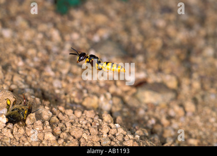 Bee-killer Wasp (Philanthus triangulum) en vol au-dessus d'un paralysé abeille (Apis mellifera) Banque D'Images