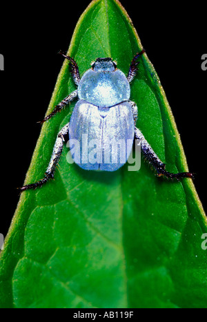 Chafer Beetle azurée, lithographie caerulea. On leaf Banque D'Images