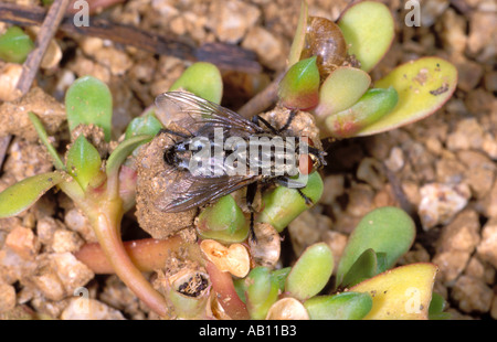 Sarcophaga carnaria mouche à viande, Banque D'Images