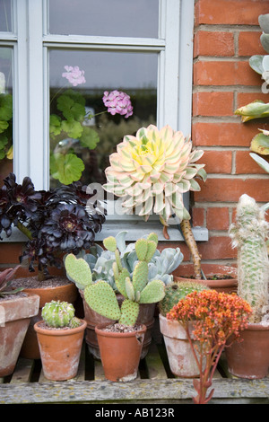 Diverses plantes succulentes en pot affiche sur appui de fenêtre UK Norfolk Banque D'Images