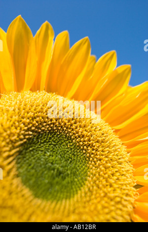 Close up of Sunflower UK Norfolk Banque D'Images