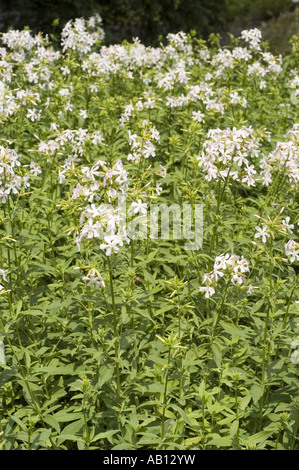Fleurs blanches de bouncingbet (Saponaria officinalis) fleurissant dans un champ vert luxuriant pendant l'été. Banque D'Images