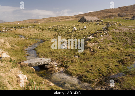 UK Ecosse Îles Hébrides extérieures Berneray moutons sur crofting land Banque D'Images