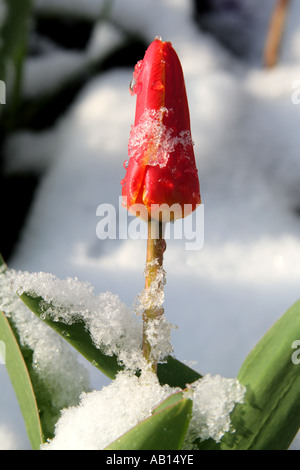 La fin du printemps la neige couvrant tulipe rouge Banque D'Images