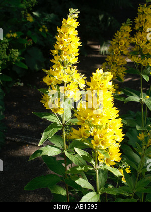 Lysimachia punctata Jardin salicaire Banque D'Images