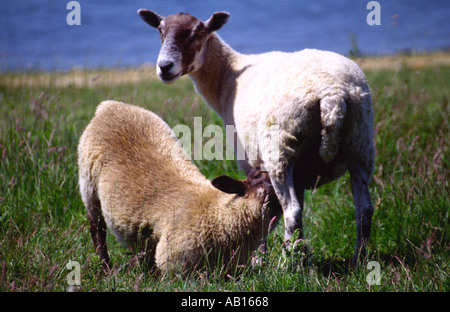 2 moutons paissant sur un champ à côté d'un lac où l'un Banque D'Images