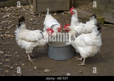 La lumière des poules Sussex Banque D'Images