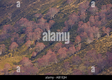 Bouleau blanc Betula pendula arbres sur brae Alladale Février Ecosse Sutherland Banque D'Images