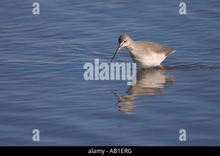 Chevalier arlequin Tringa erythropus adultes hiver pataugeant dans lagon peu profond Norfolk Angleterre Mars Banque D'Images