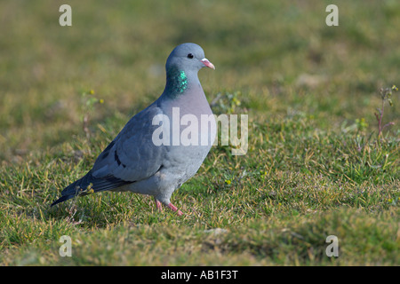 Pigeon colombin Columba oenas pigeon stock ou à mettre de côté l'alimentation de l'agriculture Champ de Mars l'Angleterre Norfolk Banque D'Images