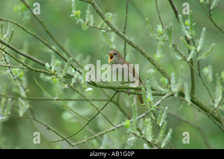 Luscinia megarhynchos rossignol chantant dans willow Cambridgeshire Angleterre Avril Banque D'Images