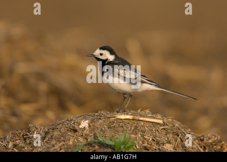 Bergeronnette printanière Motacilla alba yarrellii pied mâle de printemps à la ferme Avril Angleterre Hertfordshire heap midden Banque D'Images